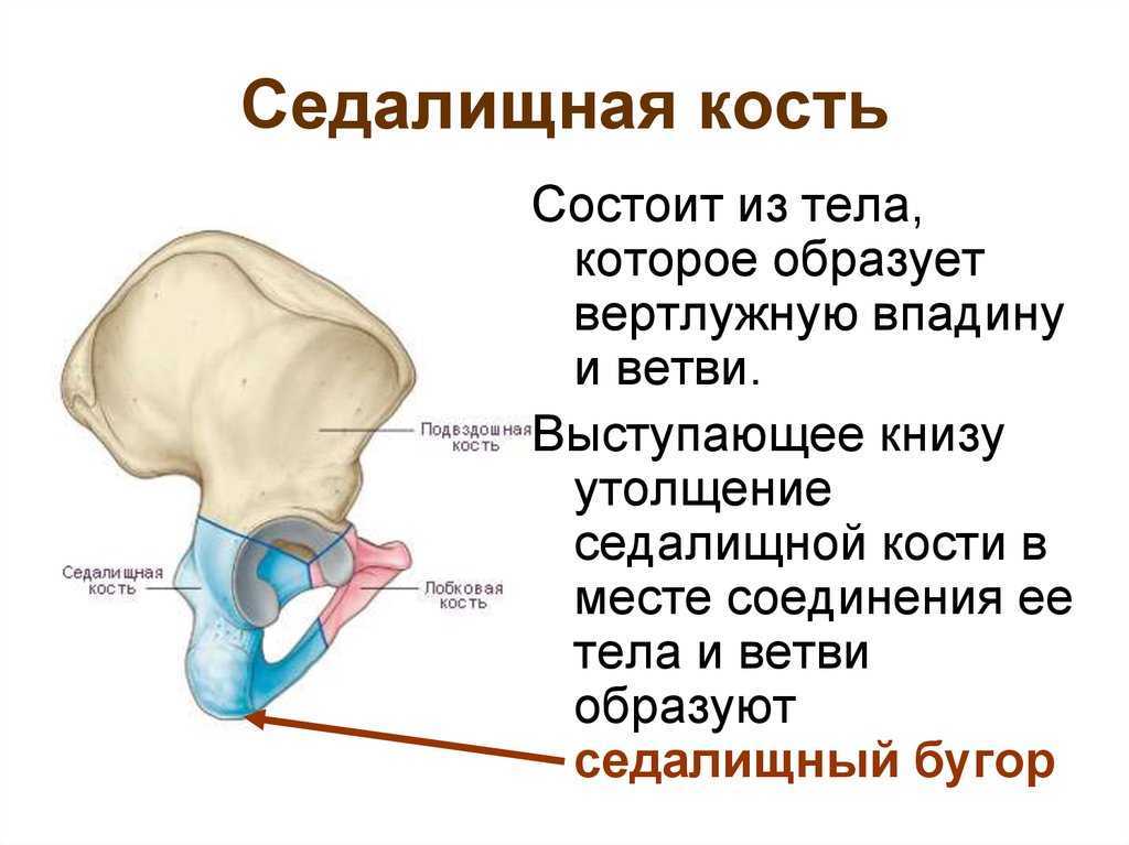 Седалищная кость os ischii имеет утолщенное тело corpus ossis ischii, которое дополняет снизу вертлужную впадину и кпереди переходит в ветвь