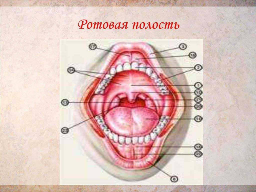 Анатомическое строение полости рта человека