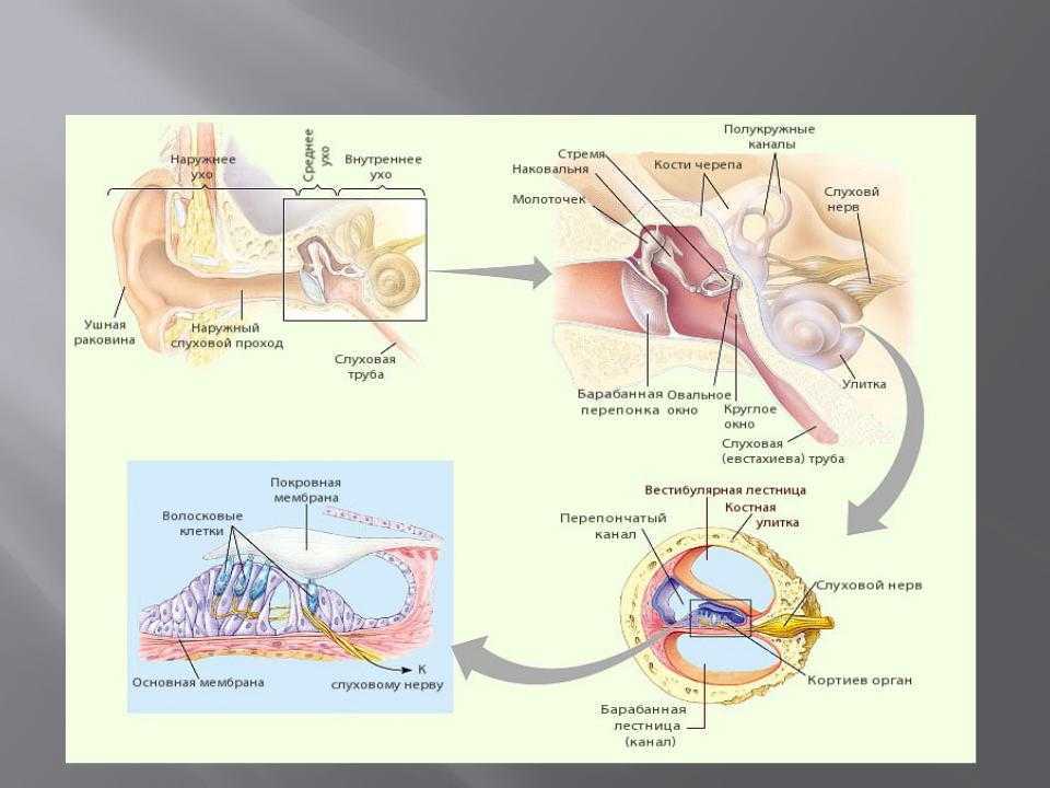 Анатомия уха: строение, функции, физиологические особенности :: syl.ru