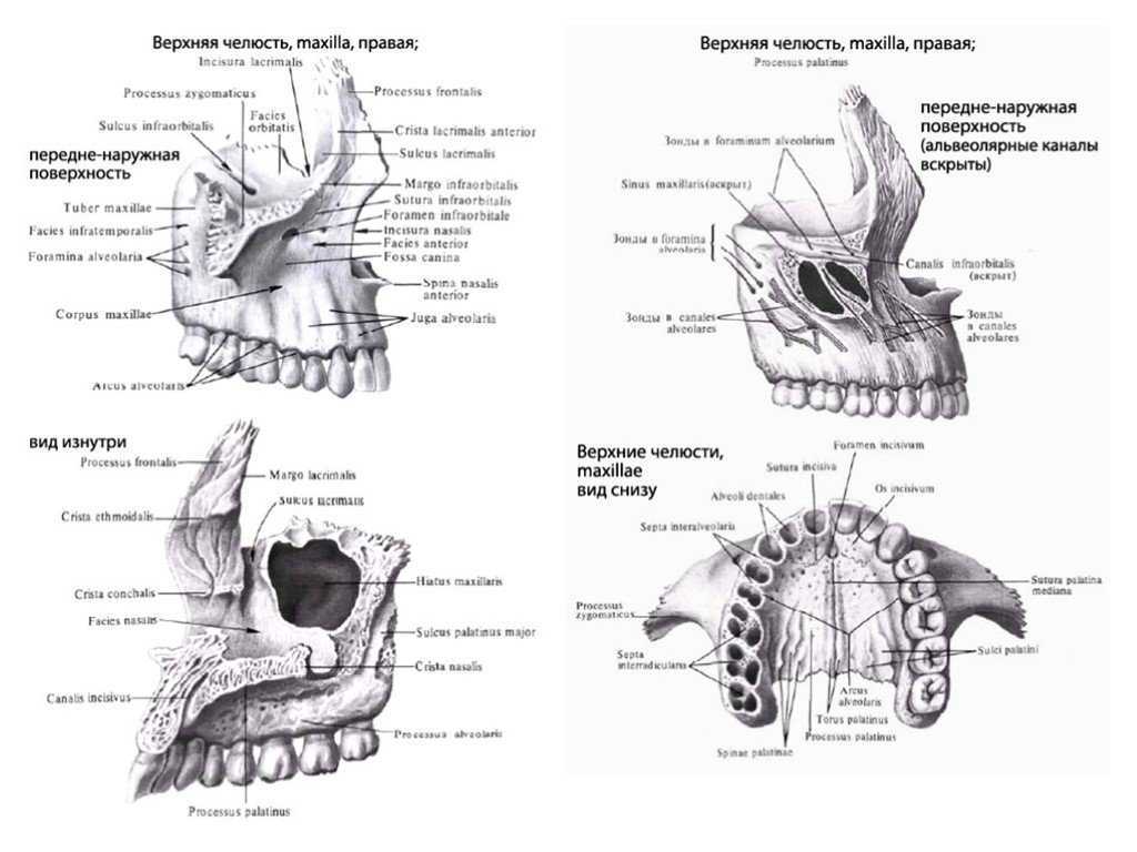 Верхние и нижние каналы. Верхняя челюсть анатомия строение. Верхнечелюстная кость вид снизу. Атлас Синельникова верхняя челюсть. Строение верхнечелюстной кости.