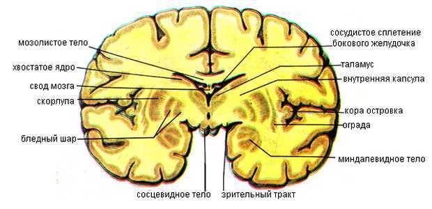 Базальные ядра головного мозга анатомия схема