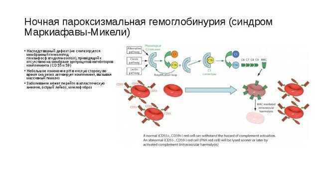 Пароксизмальная ночная гемоглобинурия это. Болезнь Маркиафавы-Микели патогенез. Пароксизмальная ночная гемоглобинурия механизм развития. Маркиафавы Микели клинические рекомендации. Пароксизмальная ночная гемоглобинурия клинические рекомендации.