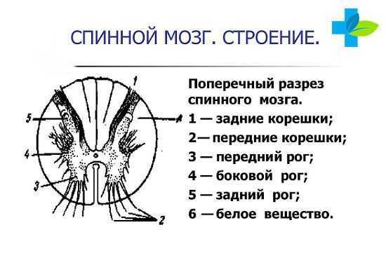 Назовите структуры спинного мозга обозначенные на рисунке цифрами 1 2 3 опишите особенности строения