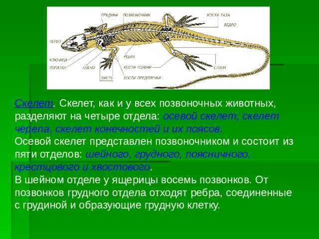 3.9. развитие костей верхних конечностей. возрастная анатомия и физиология