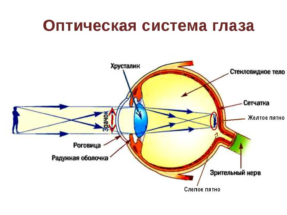 Строение глаза и мозга