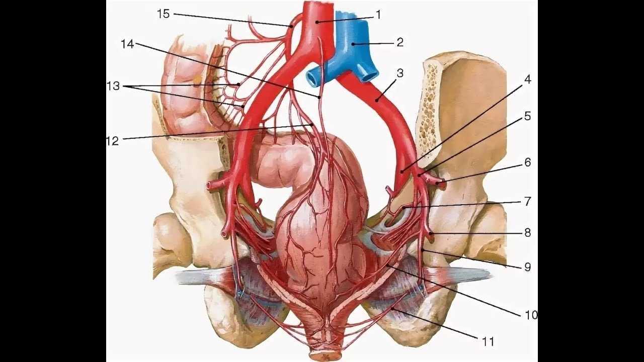 Сосуды внутренних органов. Подвздошная артерия анатомия. Маточная артерия анатомия. Подвздошные сосуды анатомия. Артерия кровоснабжающая органы малого таза.