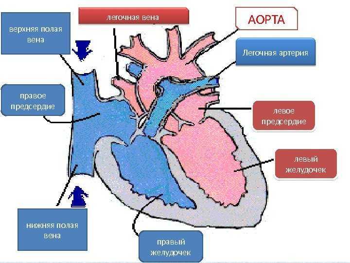 Легочная артерия где находится фото