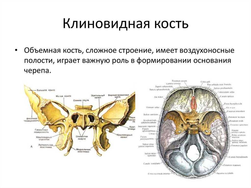 Подвисочный гребень клиновидной кости