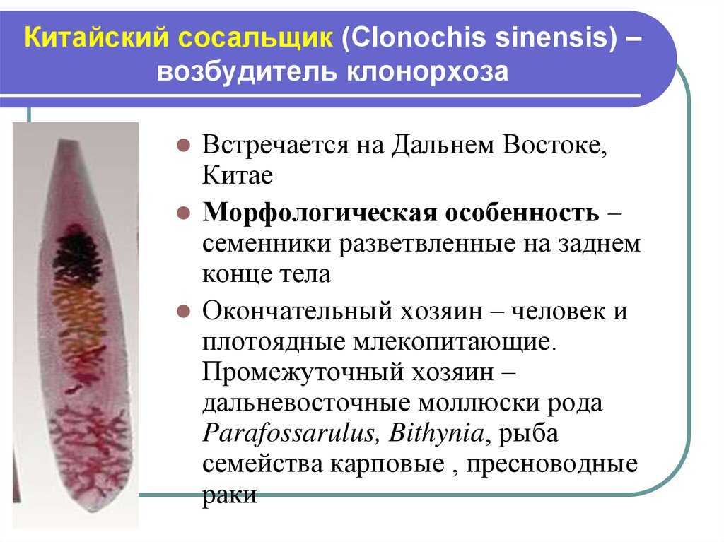 Сосальщики в организме человека. Китайский сосальщик (Clonorchis sinensis). Китайский сосальщик промежуточный хозяин. Двуустка китайская (Clonorchis sinensis).