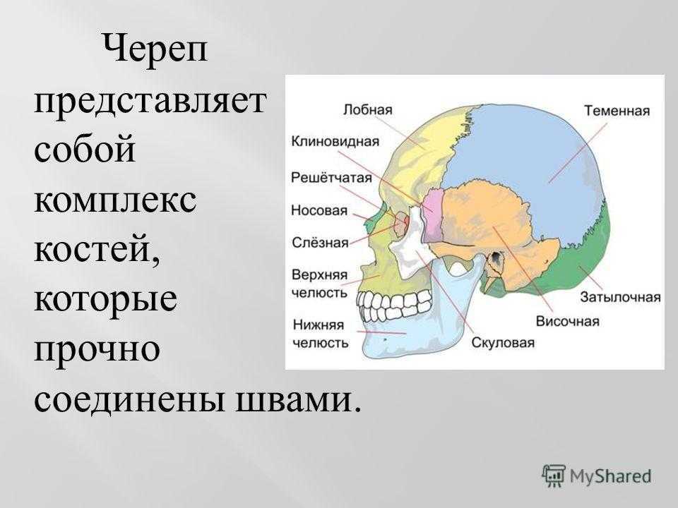 Мозговой череп презентация