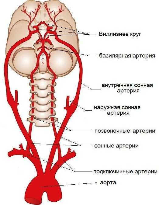 Сонная артерия на картинке