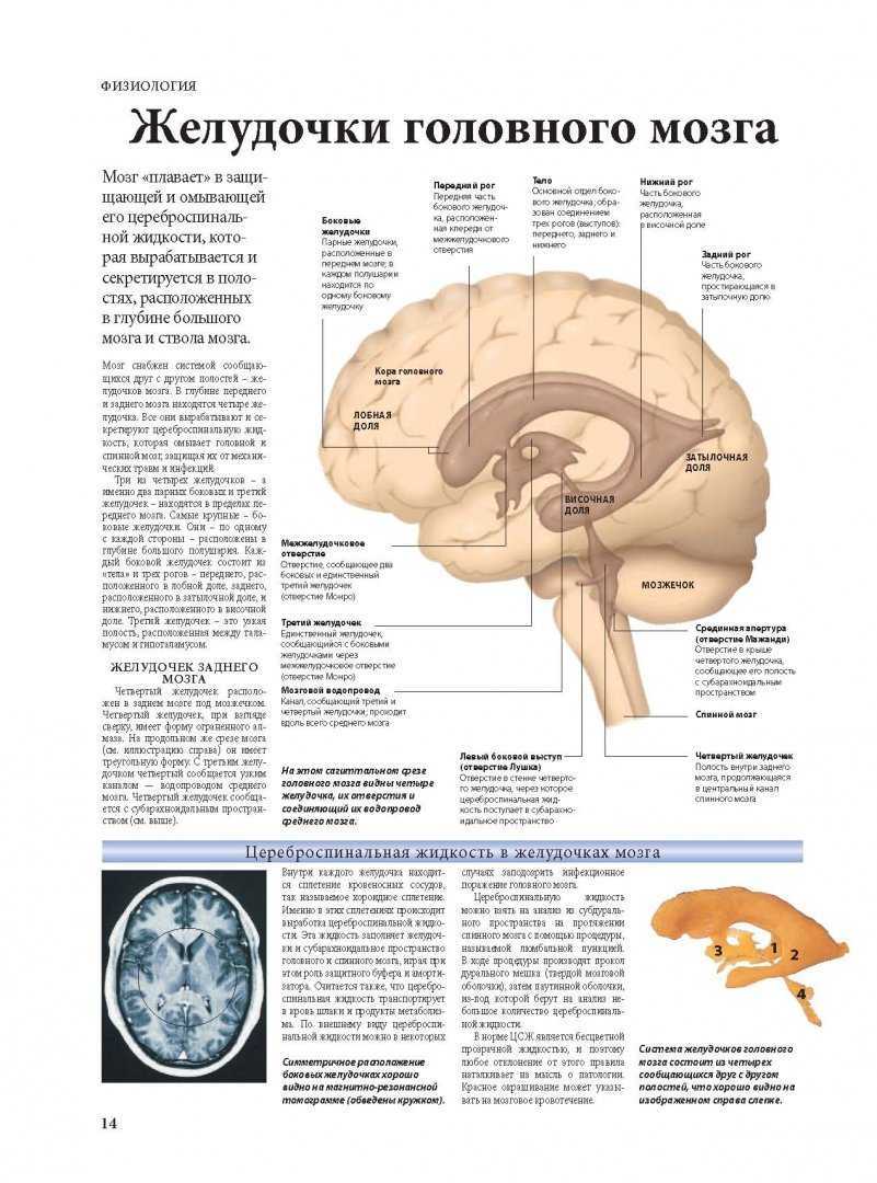 Образования желудочков мозга. Схема полостей головного мозга. Боковые желудочки мозга. Боковые желудочки головного мозга анатомия.