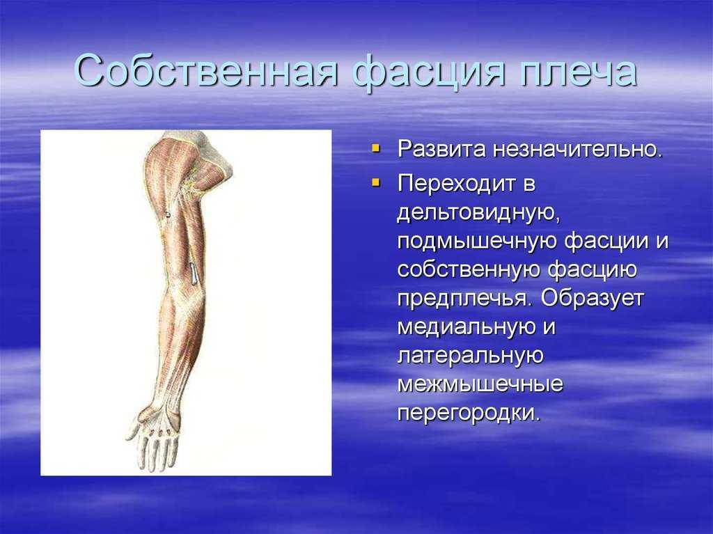 Как устроен плечевой сустав | артромедцентр