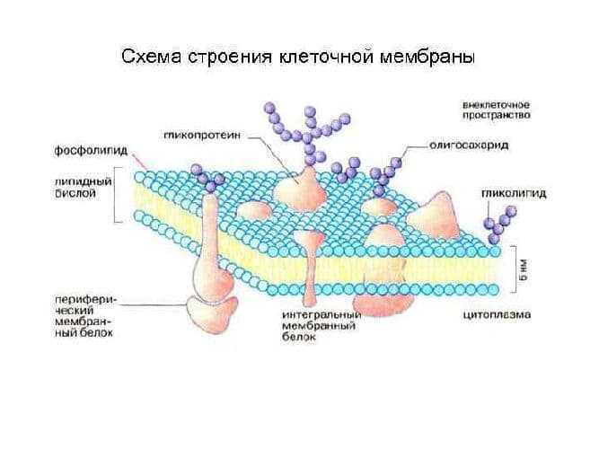 Схема строения цитоплазматической мембраны