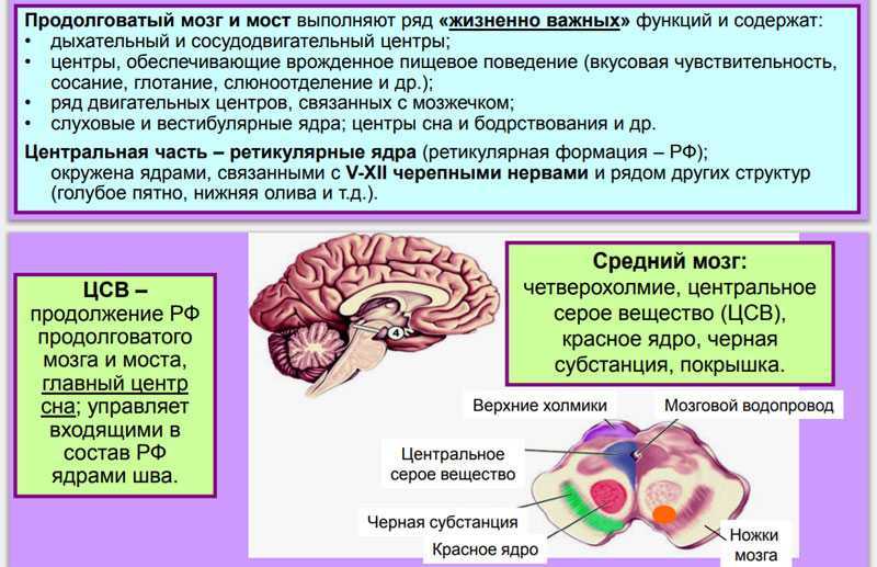 Рефлексы головного мозга таблица