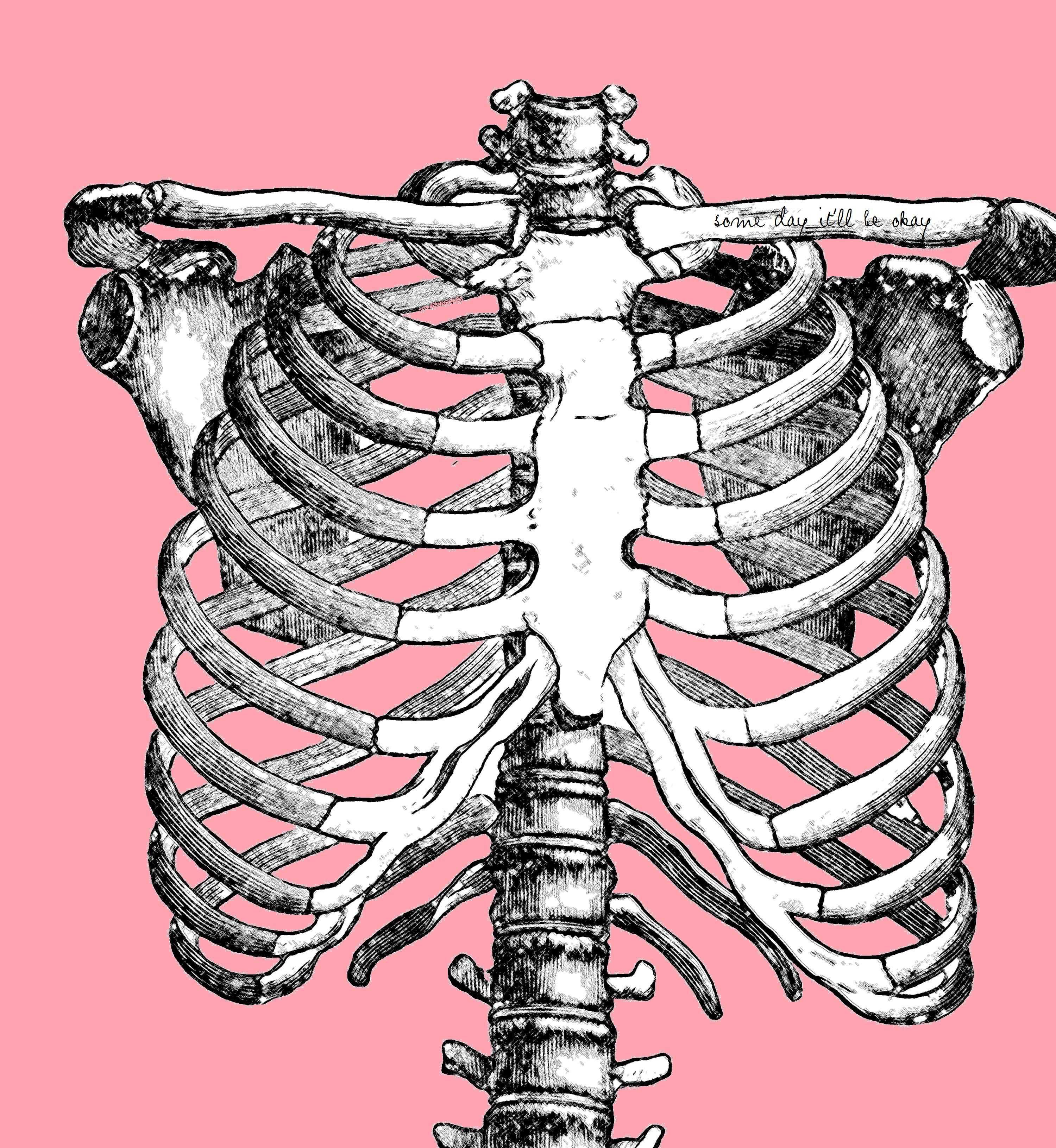 Скелет грудной клетки ребра
