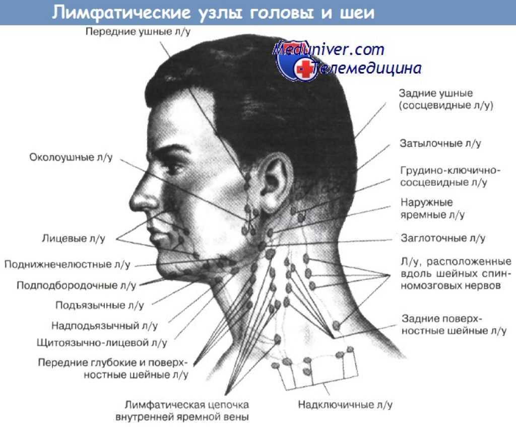 Часть шеи ниже затылка. Лимфоузлы на шее расположение схема. Где находятся лимфоузлы на шее у человека спереди фото.