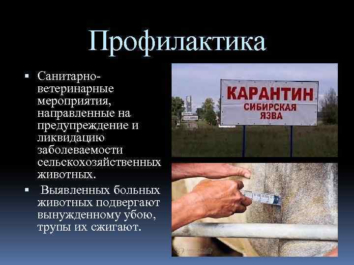 Сибирская язва. причины, симптомы, диагностика и лечение патологии