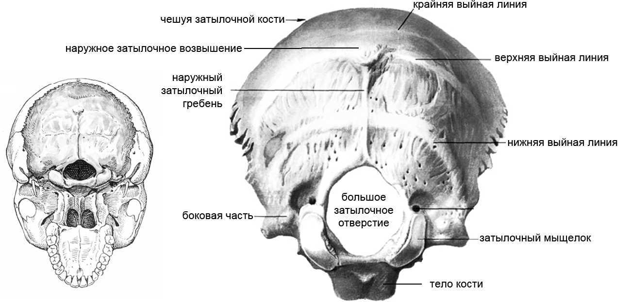 Где находятся затылочные бугры у человека фото