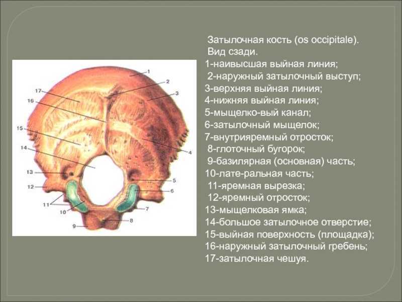 Затылочная кость черепа рисунок