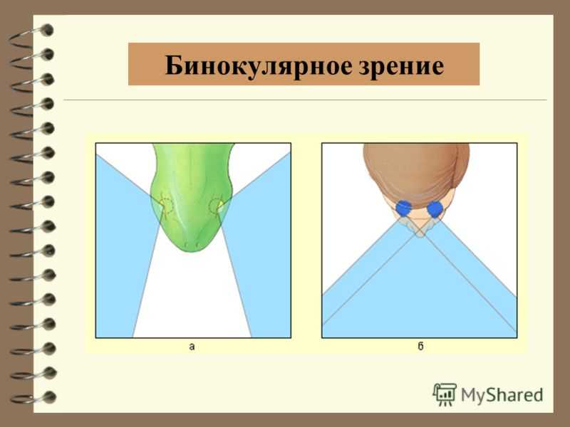 Бинокулярное зрение презентация