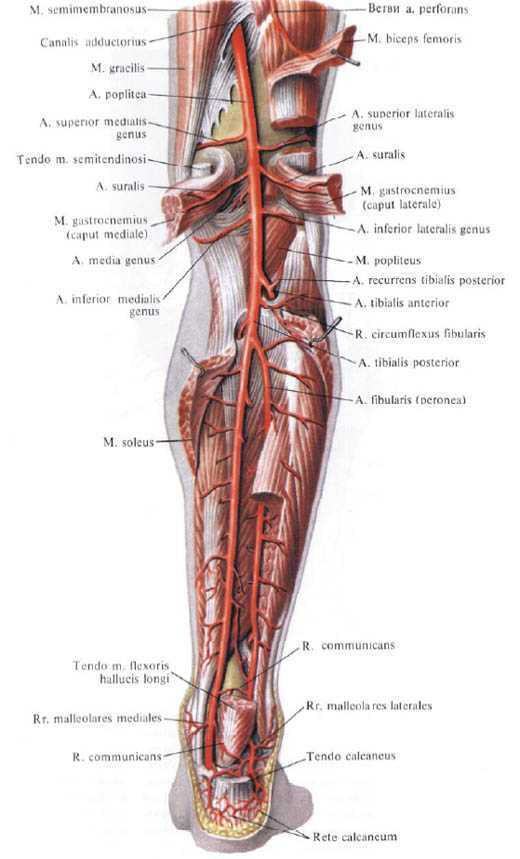 Артерия circumflexa femoris medialis