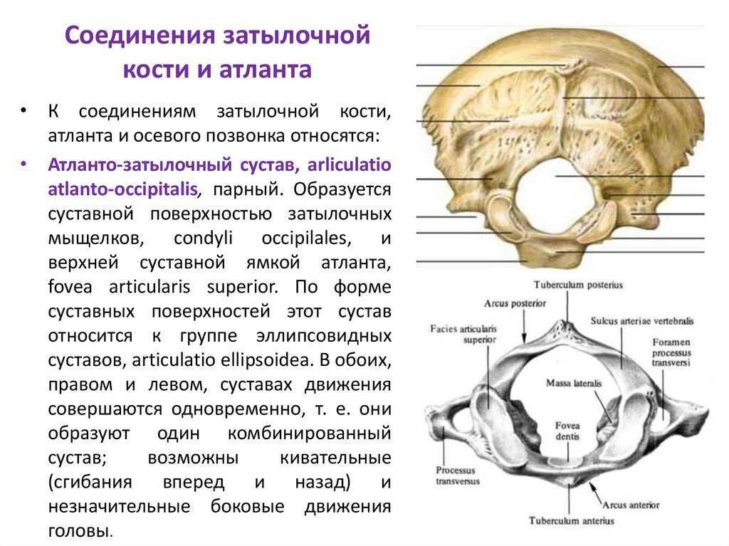 Мыщелки черепа. Затылочная кость черепа анатомия. Кости черепа затылочная кость. Соединение шейных позвонков и затылочной кости. Соединение Атланта с затылочной костью вид соединения костей.