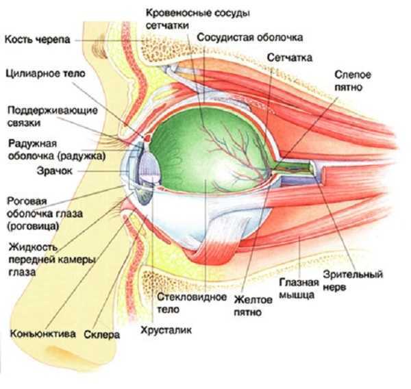 Зрение
