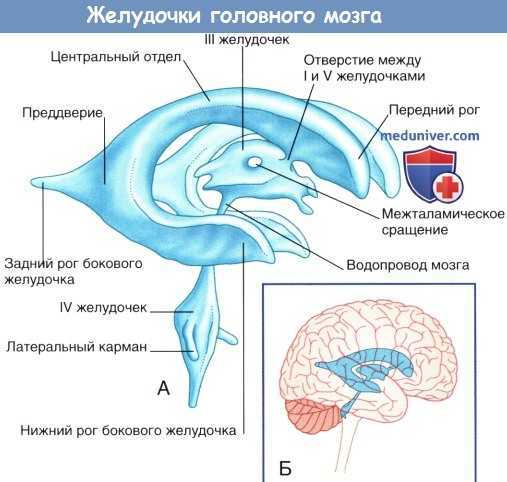Третий желудочек - third ventricle