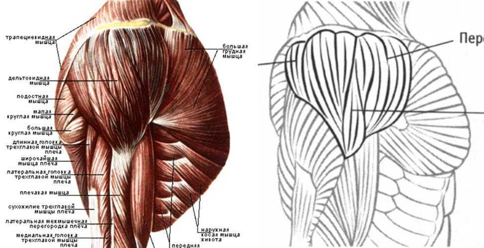 Картинки дельтовидная мышца