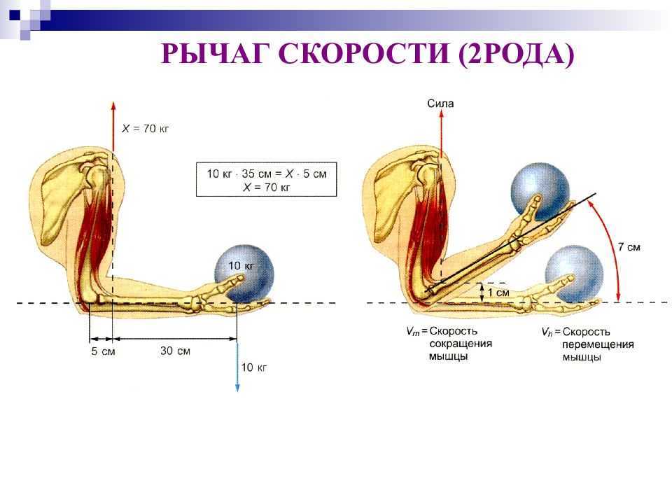 Презентация биомеханика мышц