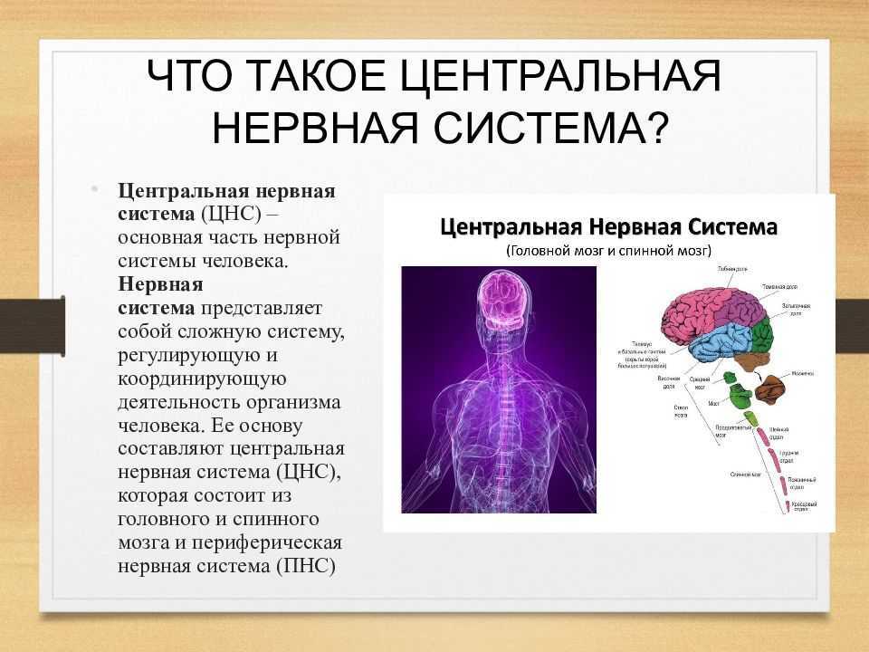 Центральная нервная система. Заболевания нервной системы человека. Заболевания центральной нервной системы. Нарушение функций ЦНС.