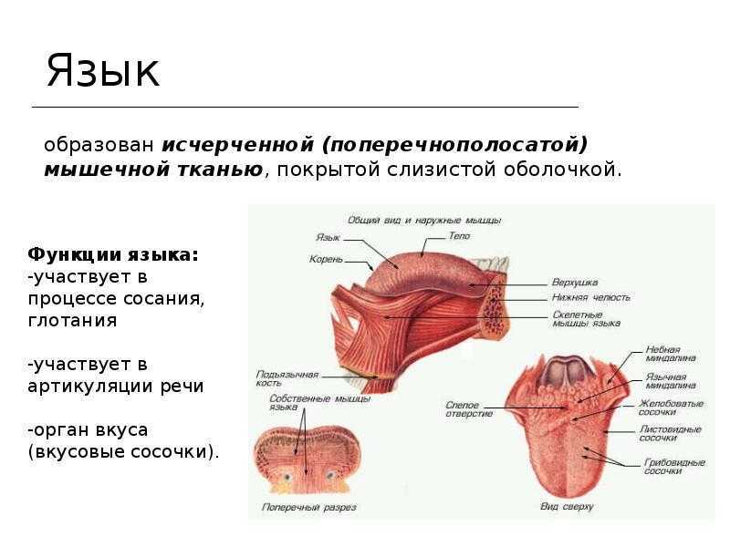 Схема языка человека