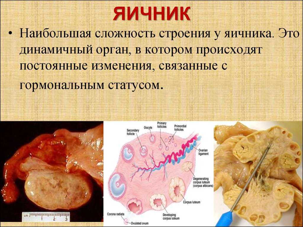 Строение яичника. Яичник анатомия. Яичники строение и функции. Взаимосвязь яичника