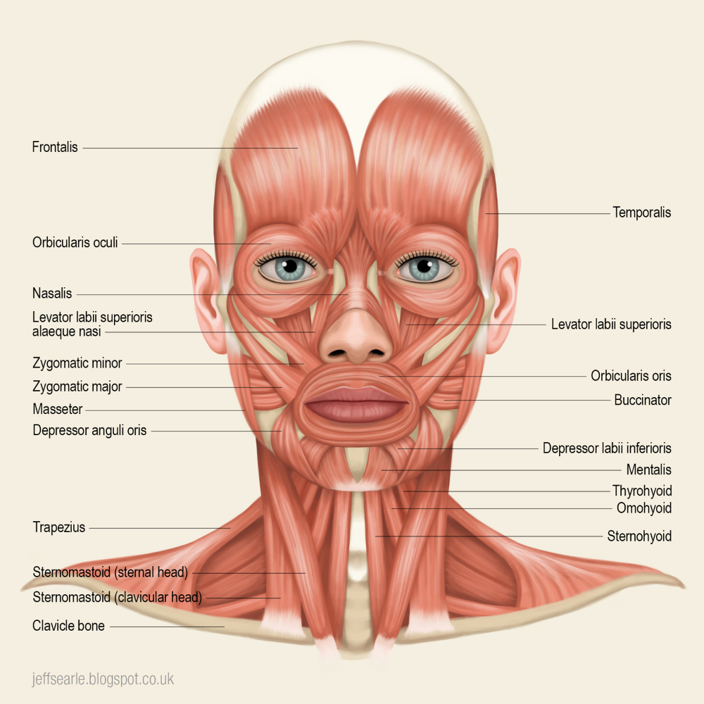 картинки анатомии лица