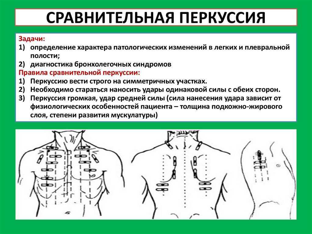 Точки аускультации легких схема