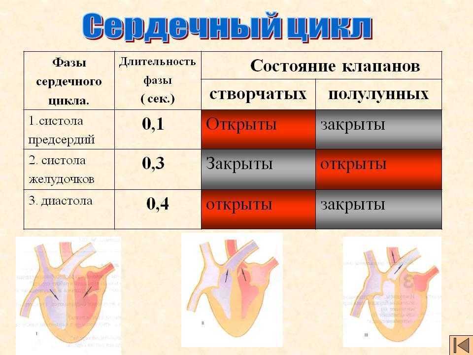 Фазы сердечного цикла схема