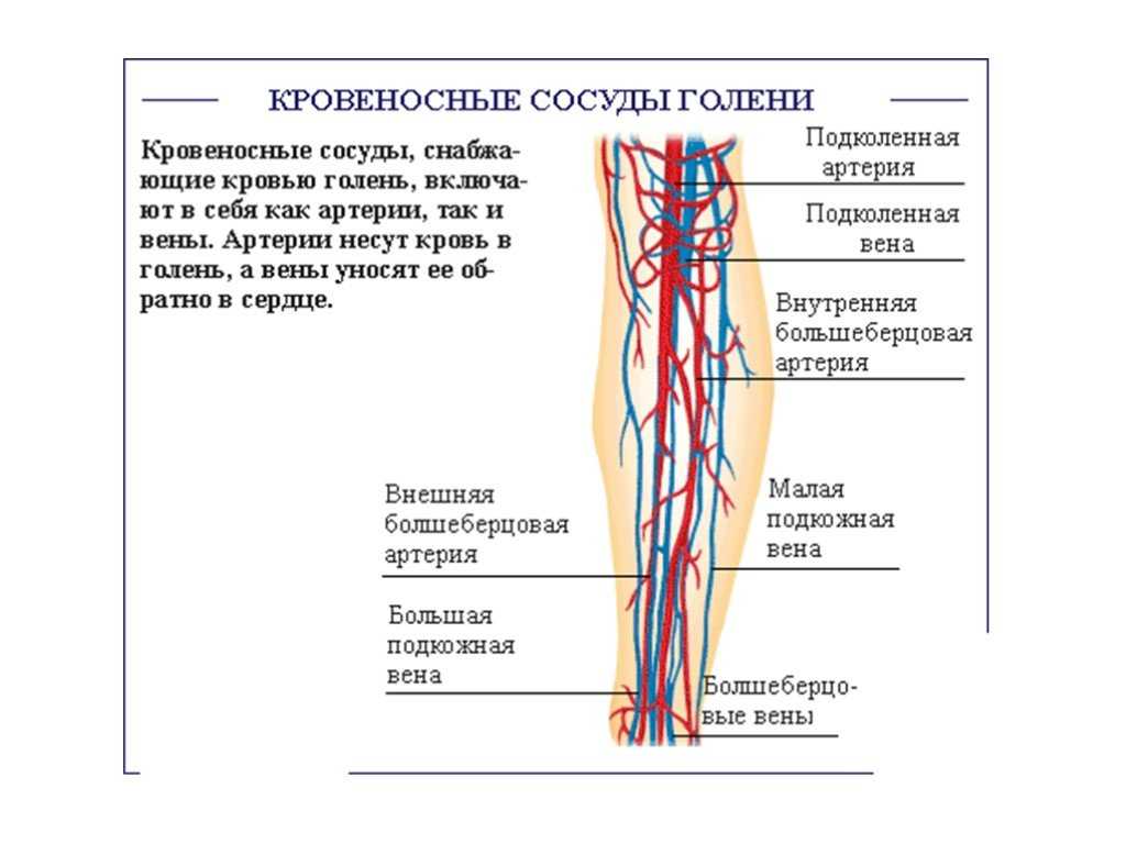 Особенность строения вены по сравнению с артерией. Система артерий нижней конечности. Артерии нижней конечности анатомия. Кровеносная система нижних конечностей человека схема.