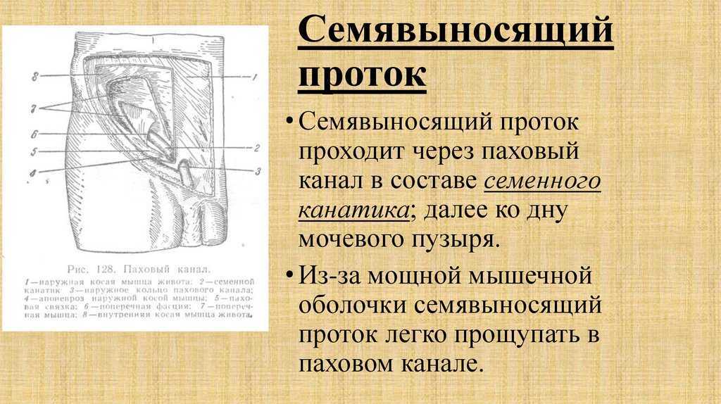 Семявыносящий проток - семейный доктор