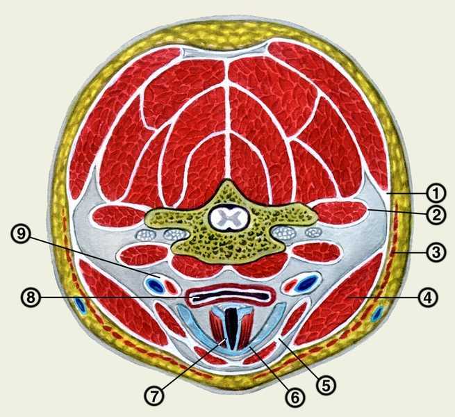 Фасции шеи и клетчаточные пространства: анатомия поверхностной, щечно-глоточной, предпозвоночной, внутришейной фасции