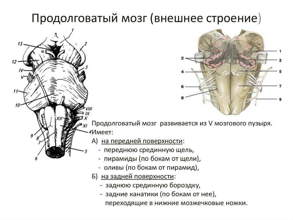 Продолговатый мозг картинка с подписями