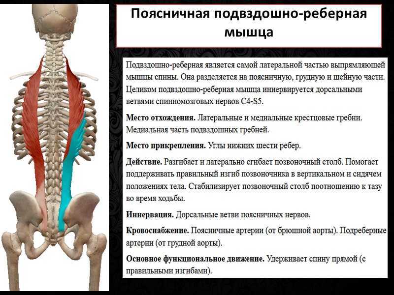 Биомеханика мышц параллельного и перистого типа
биомеханика мышц параллельного и перистого типа