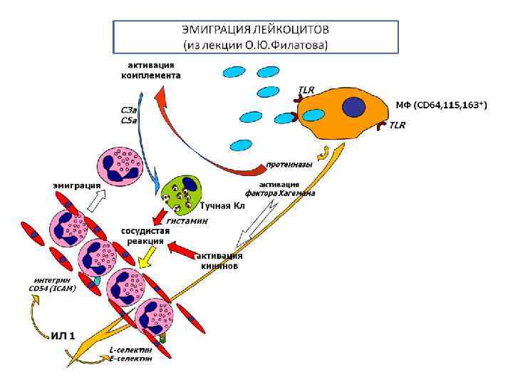   nk-киллеры (cd56) в крови - med24info.com