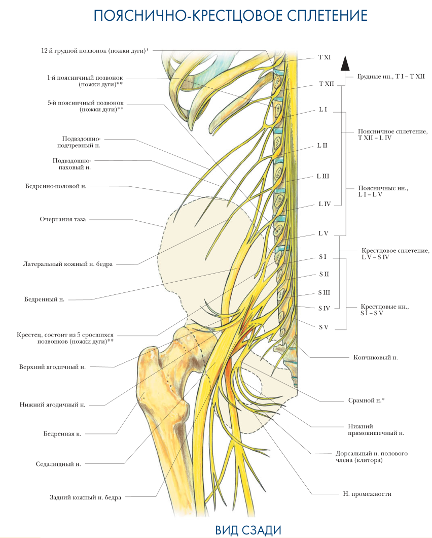 Расположение нервов на теле человека схема фото и описание