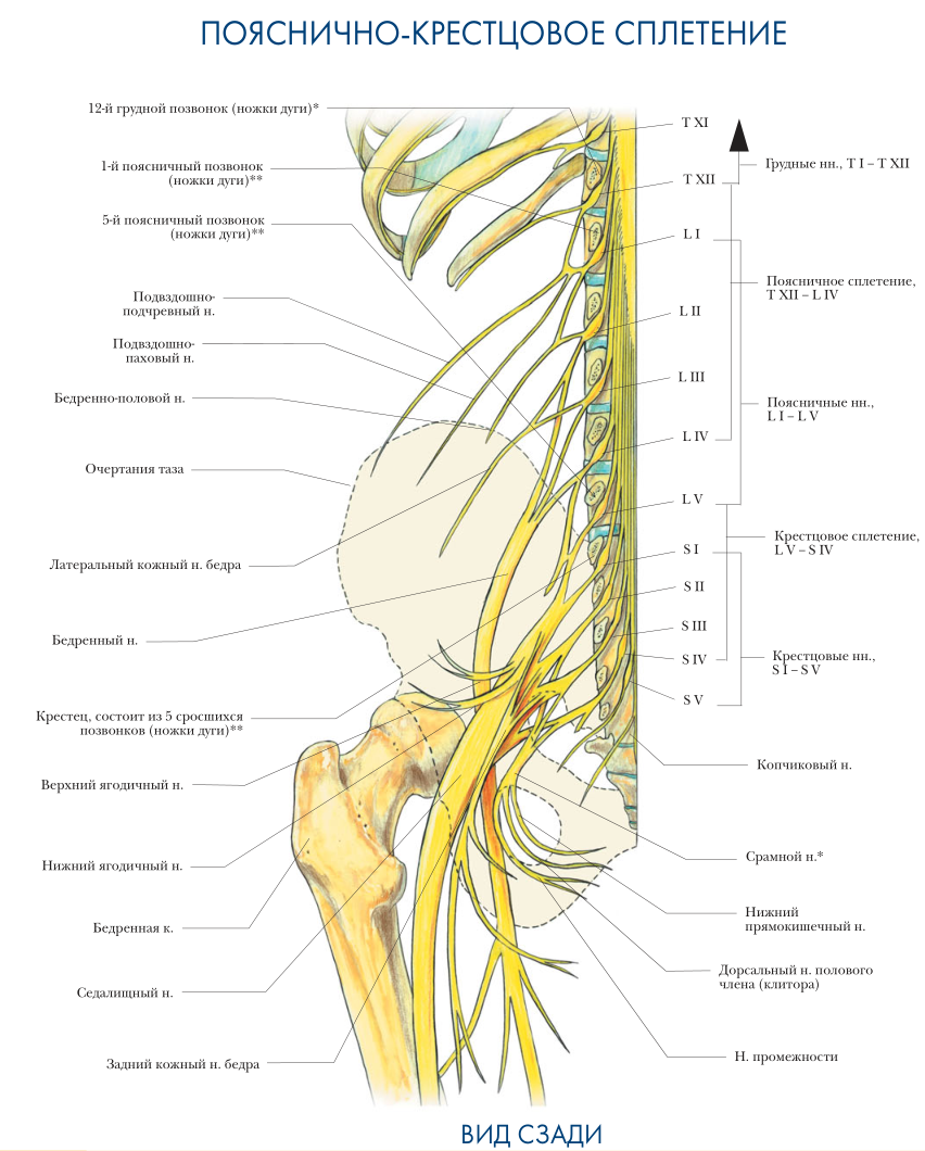 Пояснично крестцовое сплетение схема