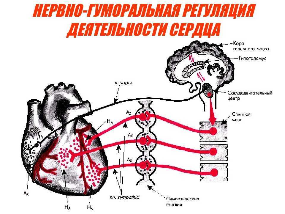 Сердечно сосудистый нервный центр. Схема рефлекса сердца. Гуморальная регуляция сердечной деятельности. Регуляция сердечной деятельности физиология схема. Нервная и гуморальная регуляция деятельности сердца.