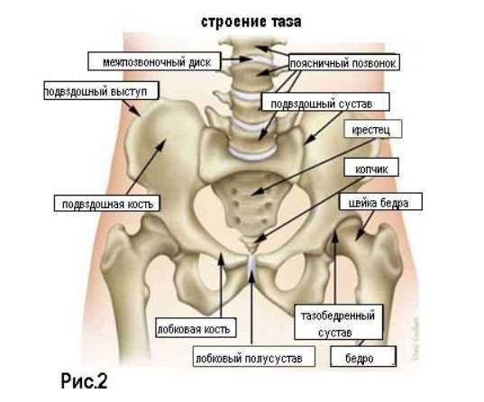 Подвздошный гребнь - вики