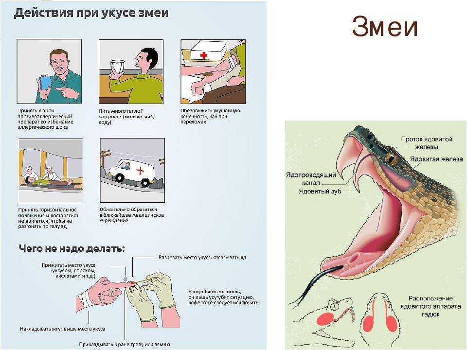 Уж змея. описание, особенности, виды, образ жизни и среда обитания ужа | живность.ру