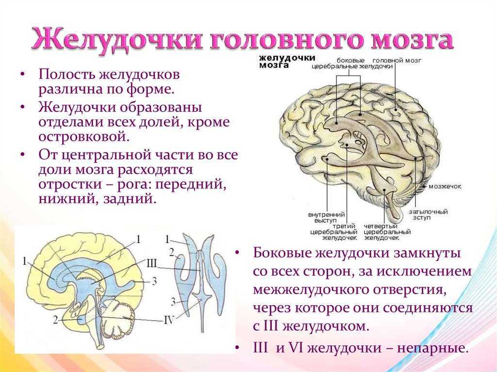 Промежуточный мозг - учебное пособие для студентов факультетов психологии высших учебных заведений по специальностям...