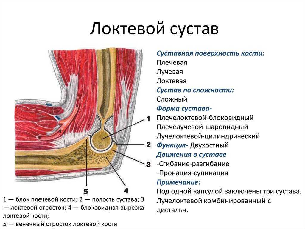 Локтевой сустав art cubiti образован тремя костями: плечевой, лучевой и локтевой Кости образуют три сустава, заключенных в общую суставную капсулу